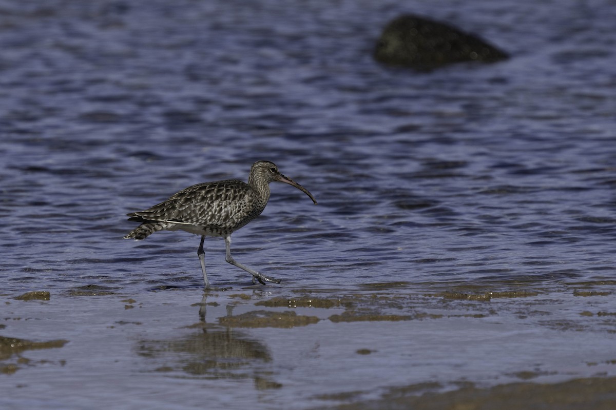 Eurasian Whimbrel - ML631049563