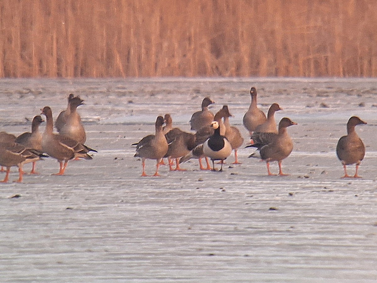Barnacle Goose - ML631049661