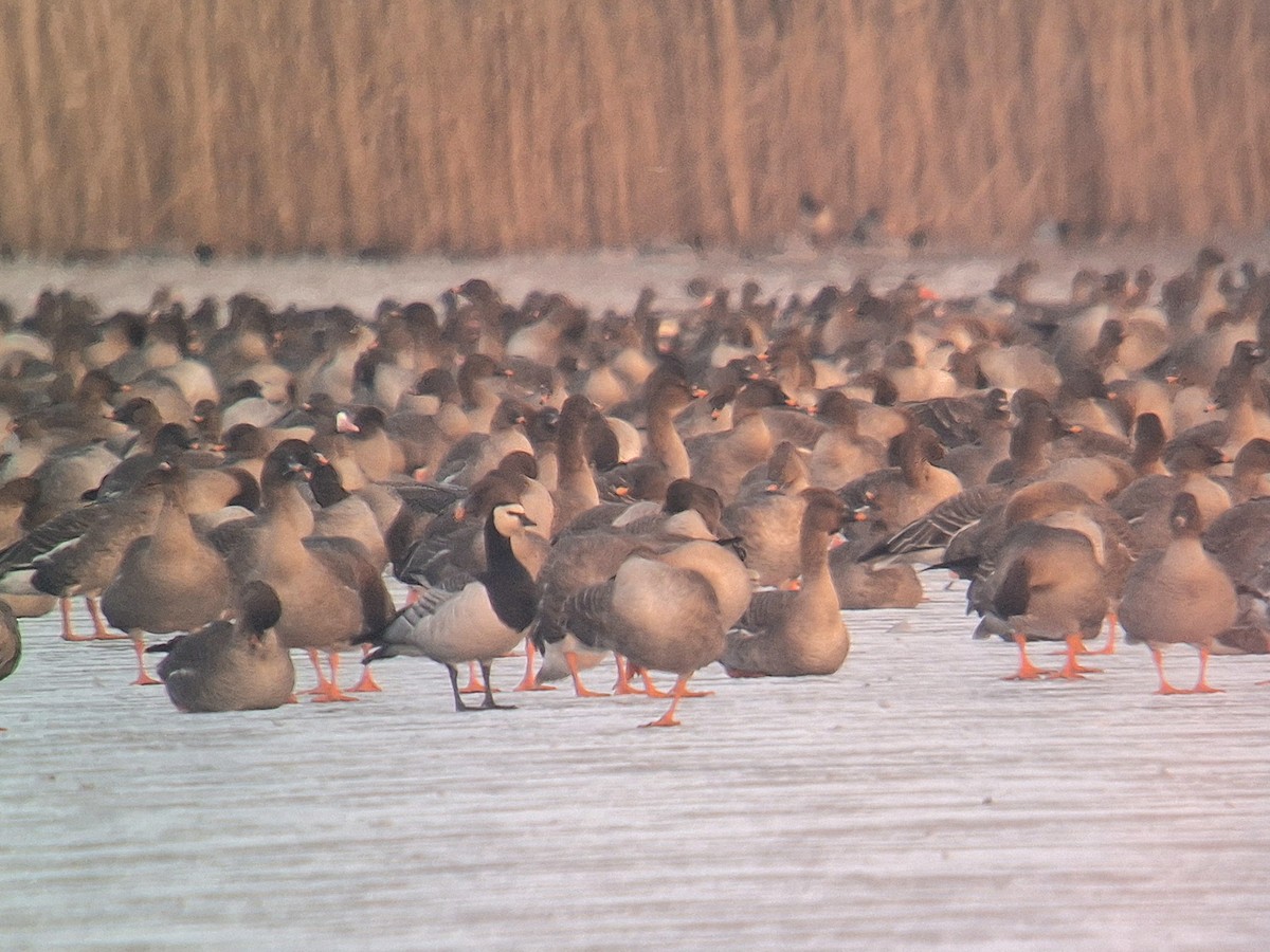 Barnacle Goose - ML631049671