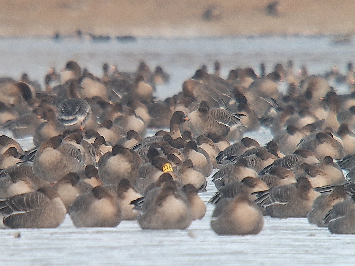 Tundra Bean-Goose - ML631049685
