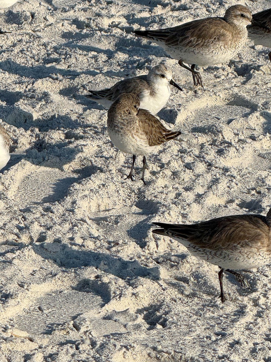 Sanderling - ML631049696