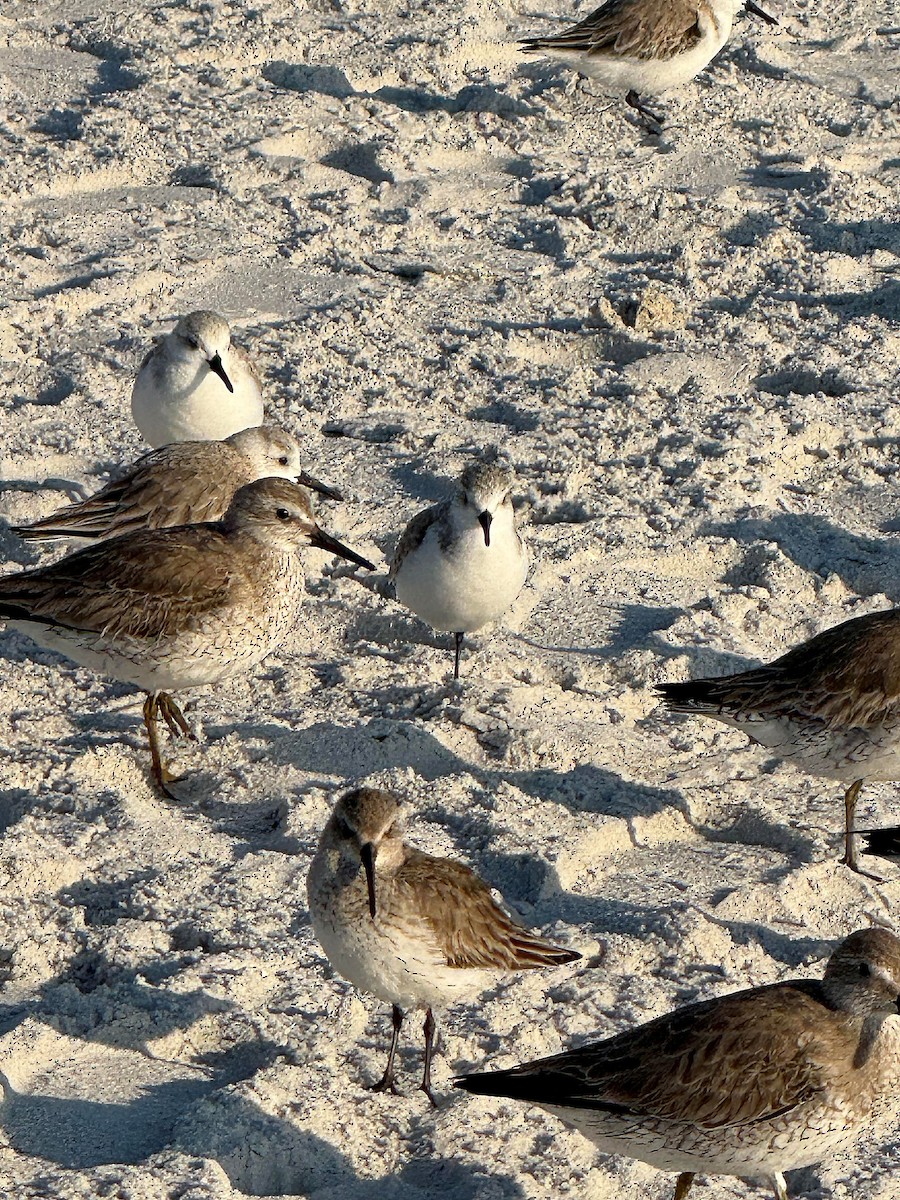 Sanderling - ML631049697