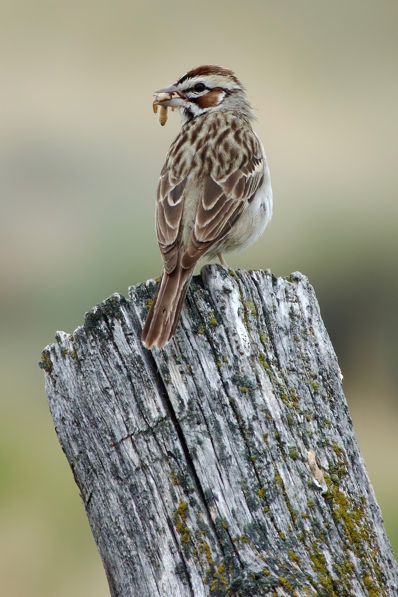 Lark Sparrow - ML631049699