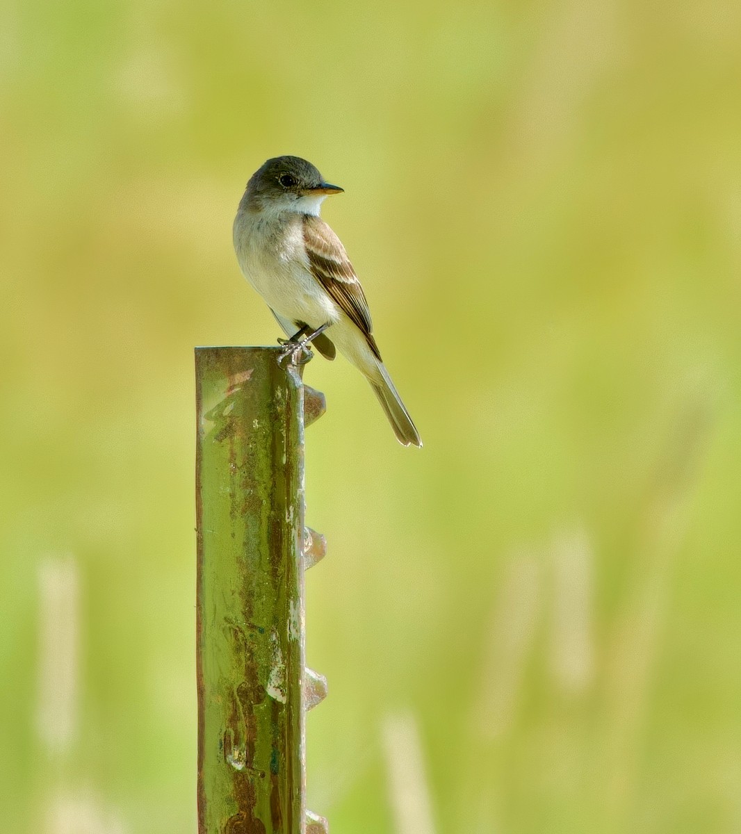 Willow Flycatcher - ML631049739
