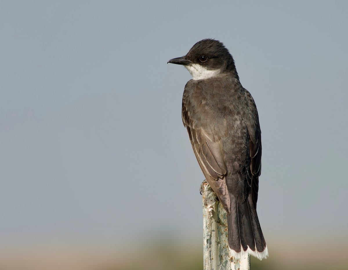 Eastern Kingbird - ML631049742