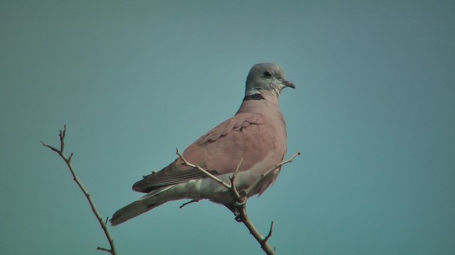 Red Collared-Dove - ML631049865