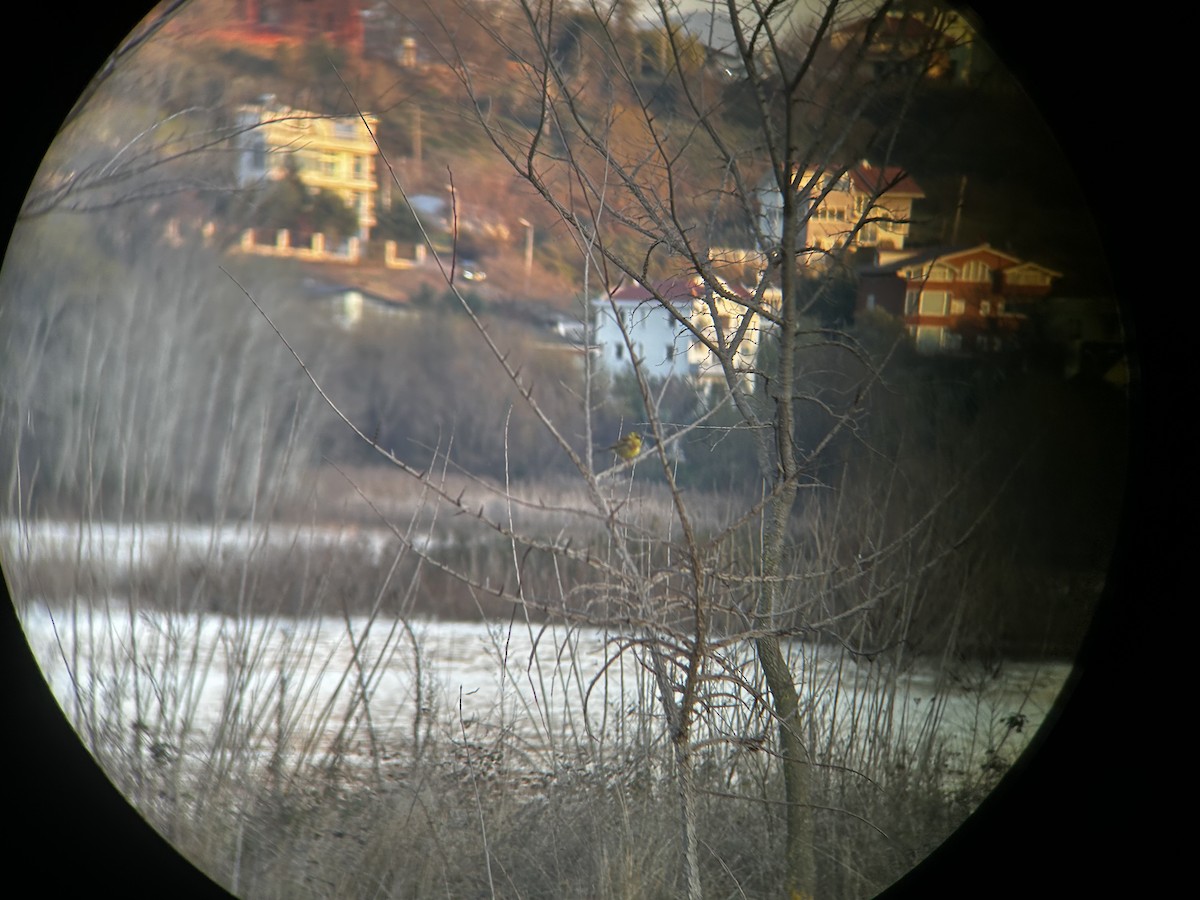 Cirl Bunting - ML631049919