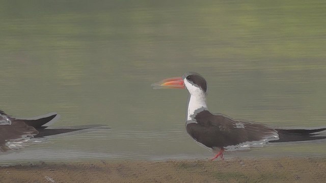 Indian Skimmer - ML631049961