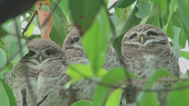 Spotted Owlet - ML631050035