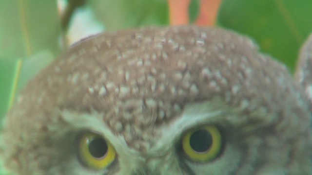 Spotted Owlet - ML631050062
