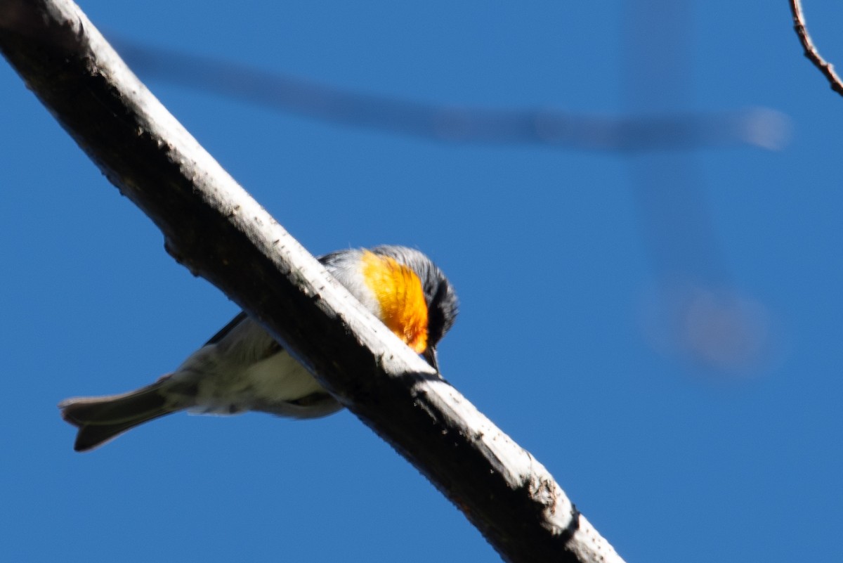 Flame-throated Warbler - ML631050066