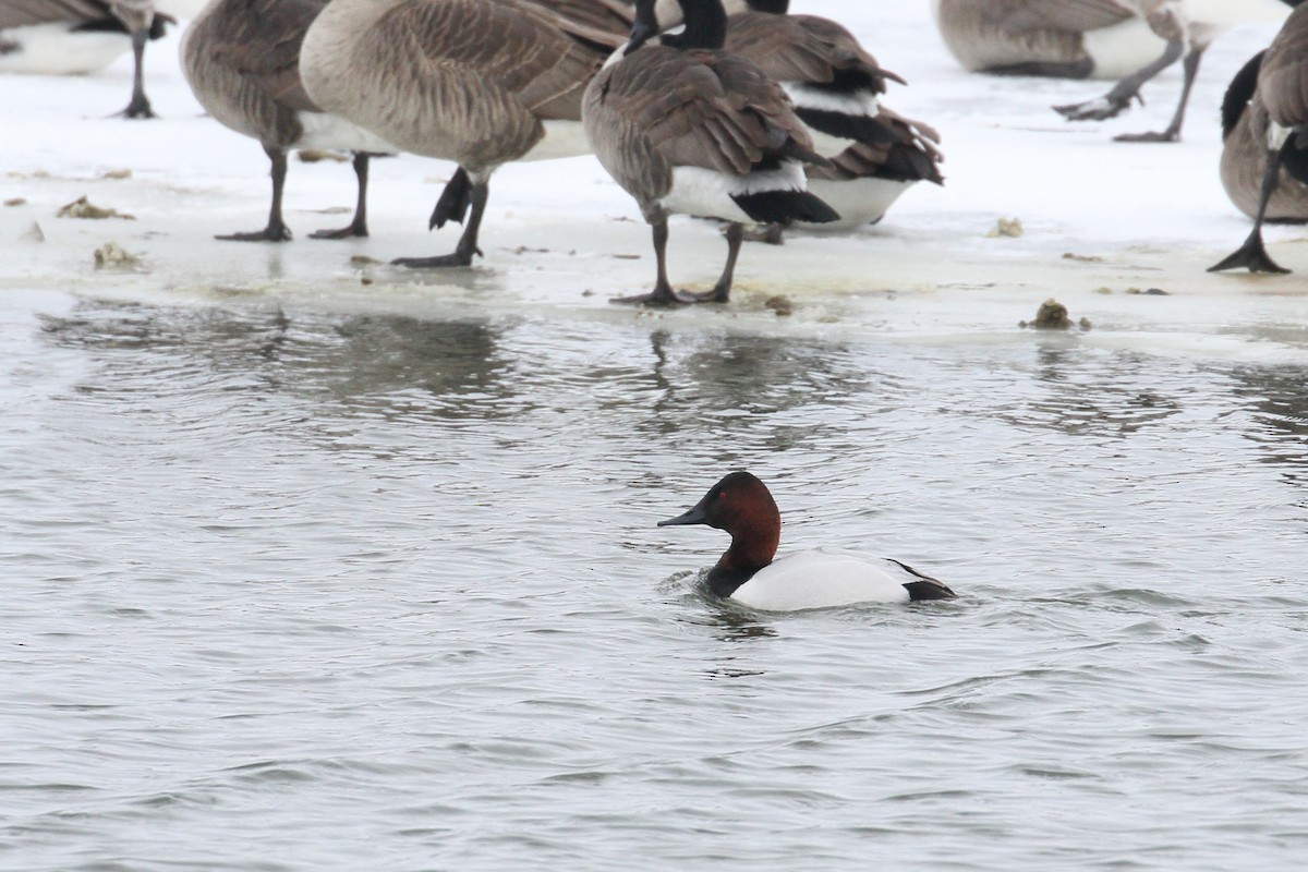 Canvasback - ML631050356