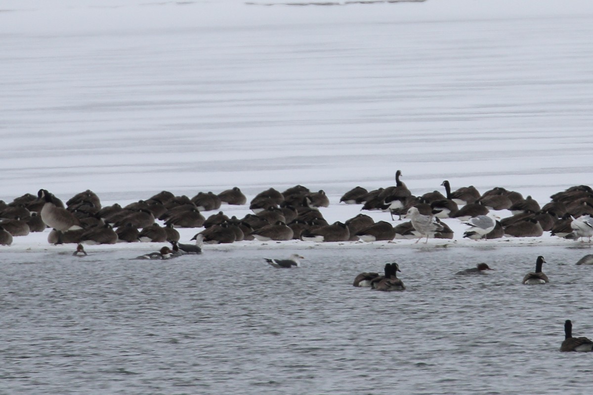 Lesser Black-backed Gull - ML631050379