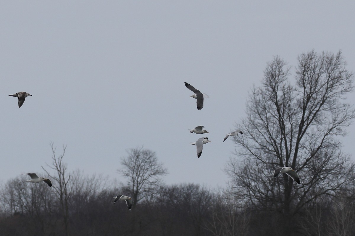 Lesser Black-backed Gull - ML631050380