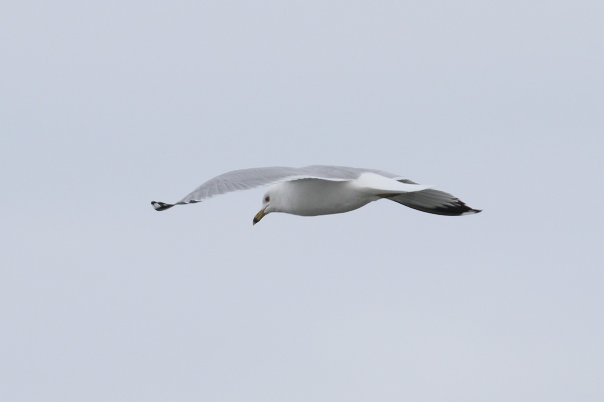 Ring-billed Gull - ML631050405