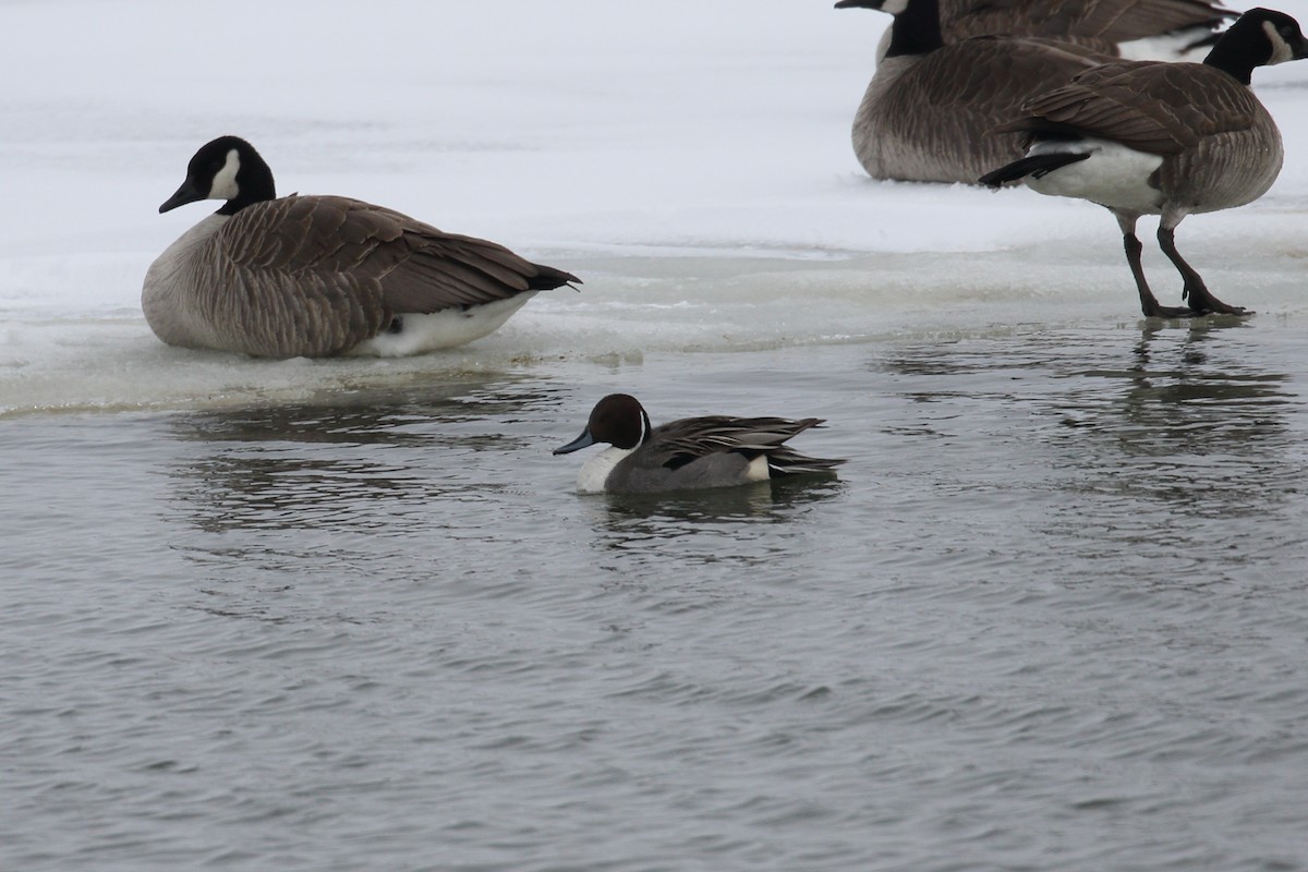 Northern Pintail - ML631050434