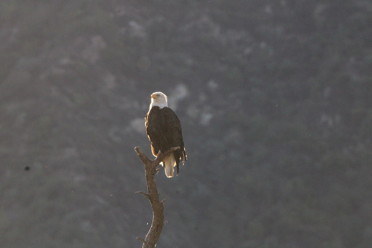 Bald Eagle - ML631050527