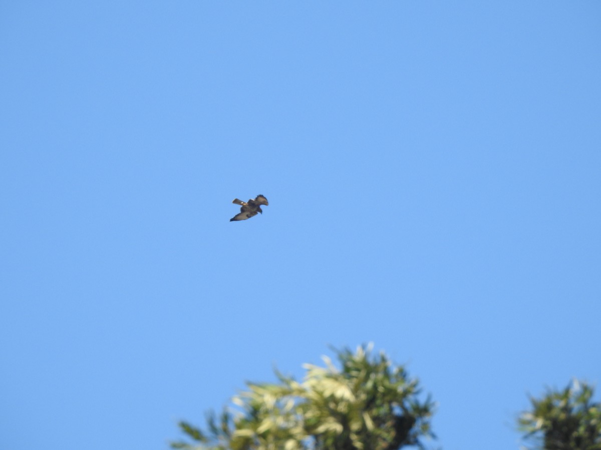 Common Buzzard (Cape Verde) - ML631050665