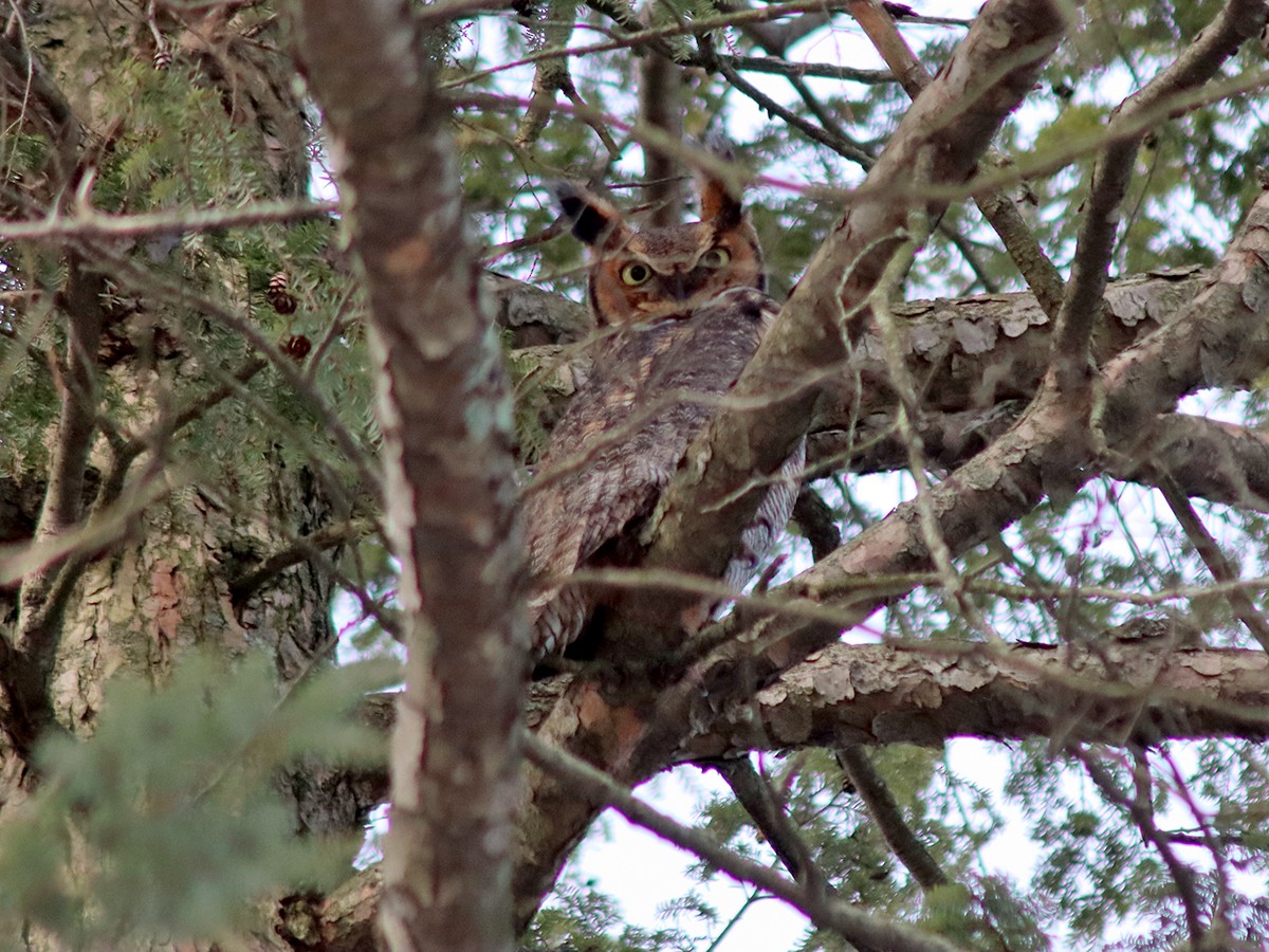 Great Horned Owl - ML631050773
