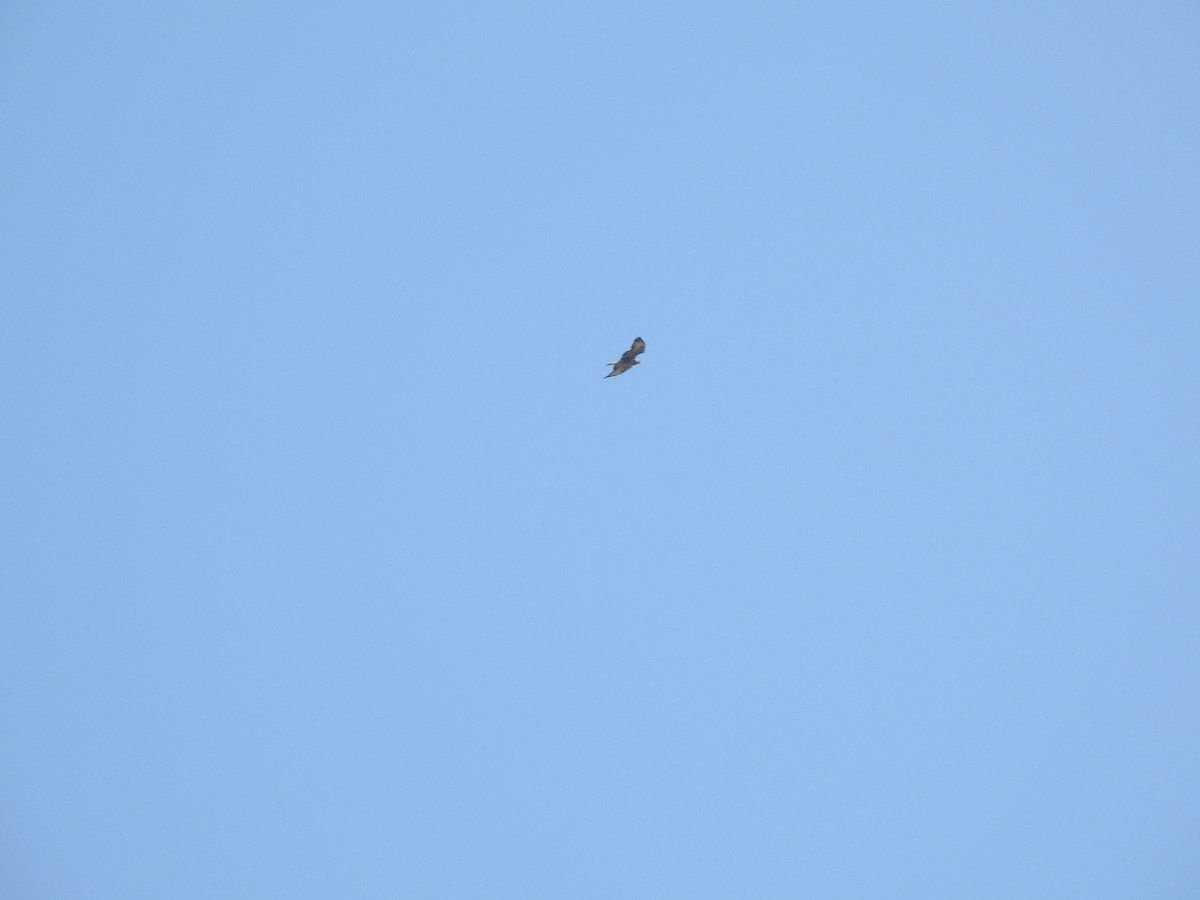 Common Buzzard (Cape Verde) - ML631050794