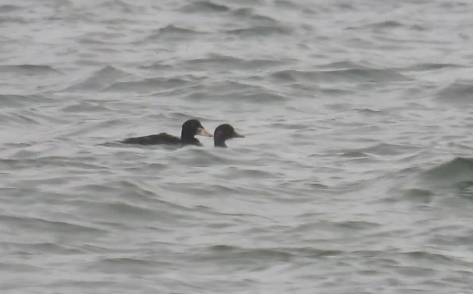 Surf Scoter - ML631050914