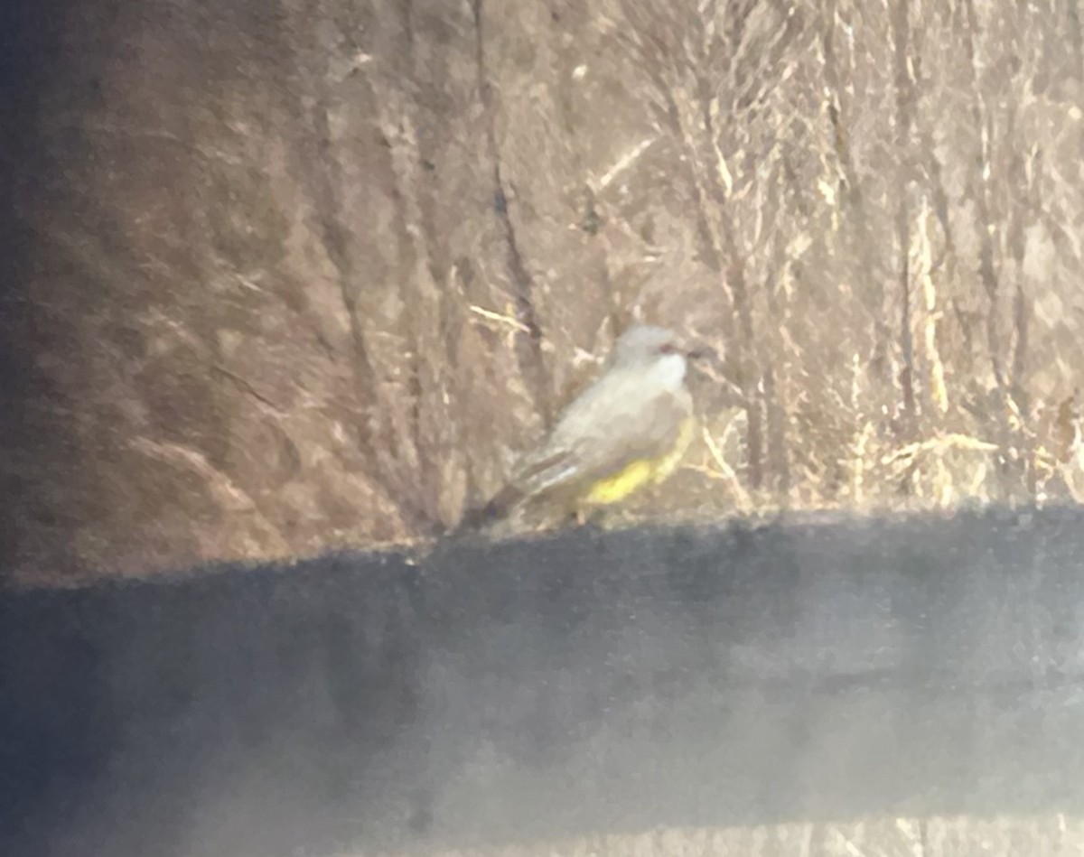 ニシタイランチョウ - ML631050968