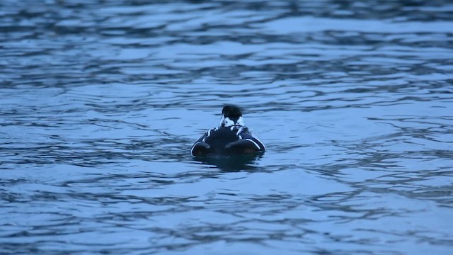 Steller's Eider - ML631051191