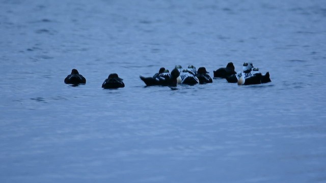 Steller's Eider - ML631051192