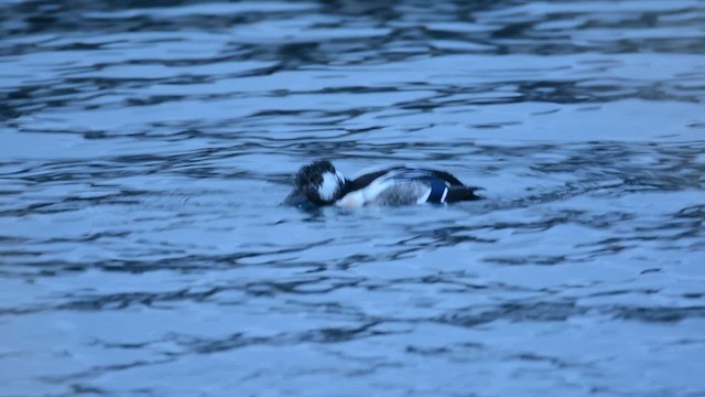Steller's Eider - ML631051193