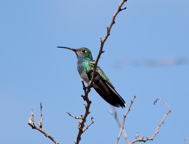 Honduran Emerald - ML631051302