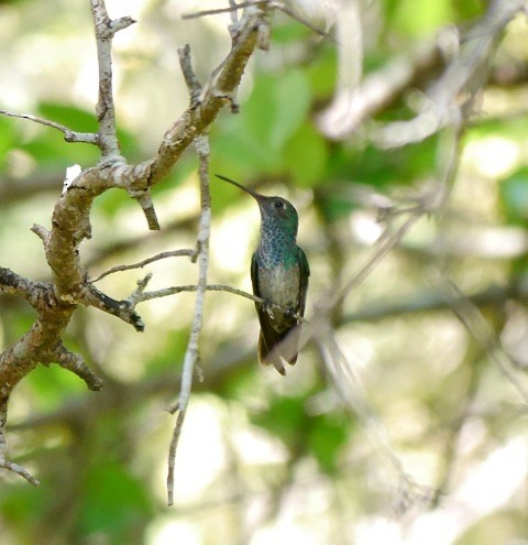 Honduran Emerald - ML631051430
