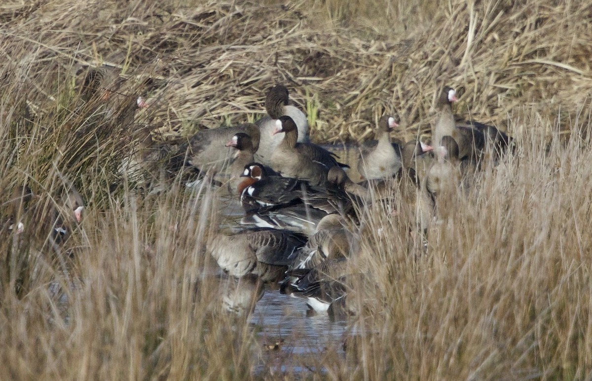 Red-breasted Goose - ML631051466