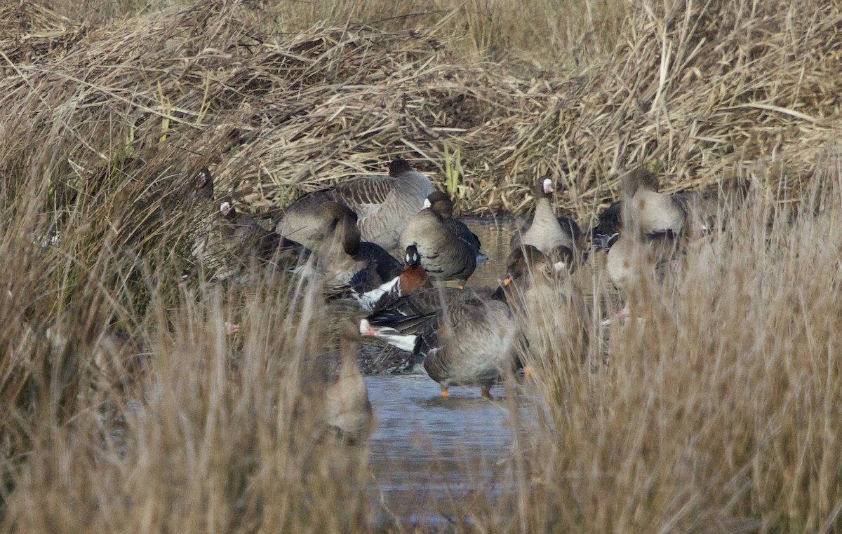 Red-breasted Goose - ML631051483