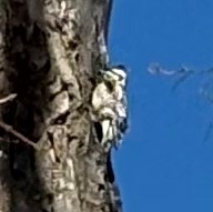 Yellow-bellied Sapsucker - ML631051605