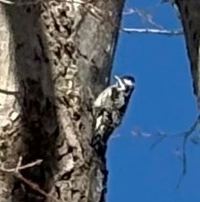 Yellow-bellied Sapsucker - ML631051606