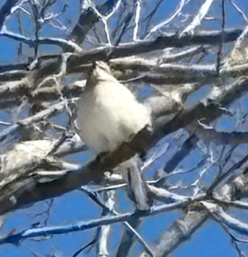 Northern Mockingbird - ML631051610