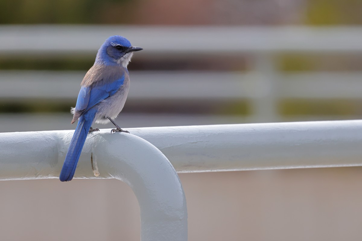 Woodhouse's Scrub-Jay - ML631051662
