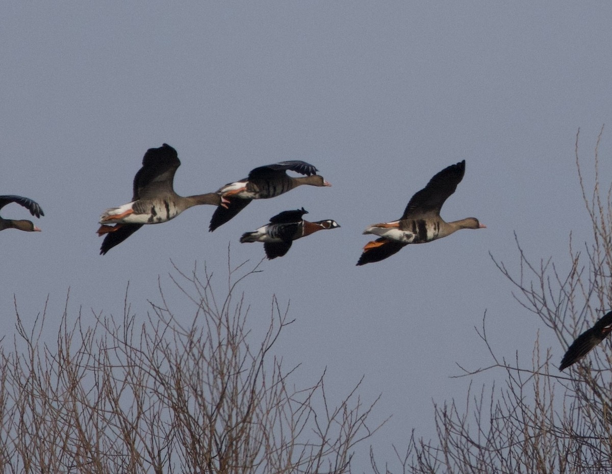 Red-breasted Goose - ML631051801