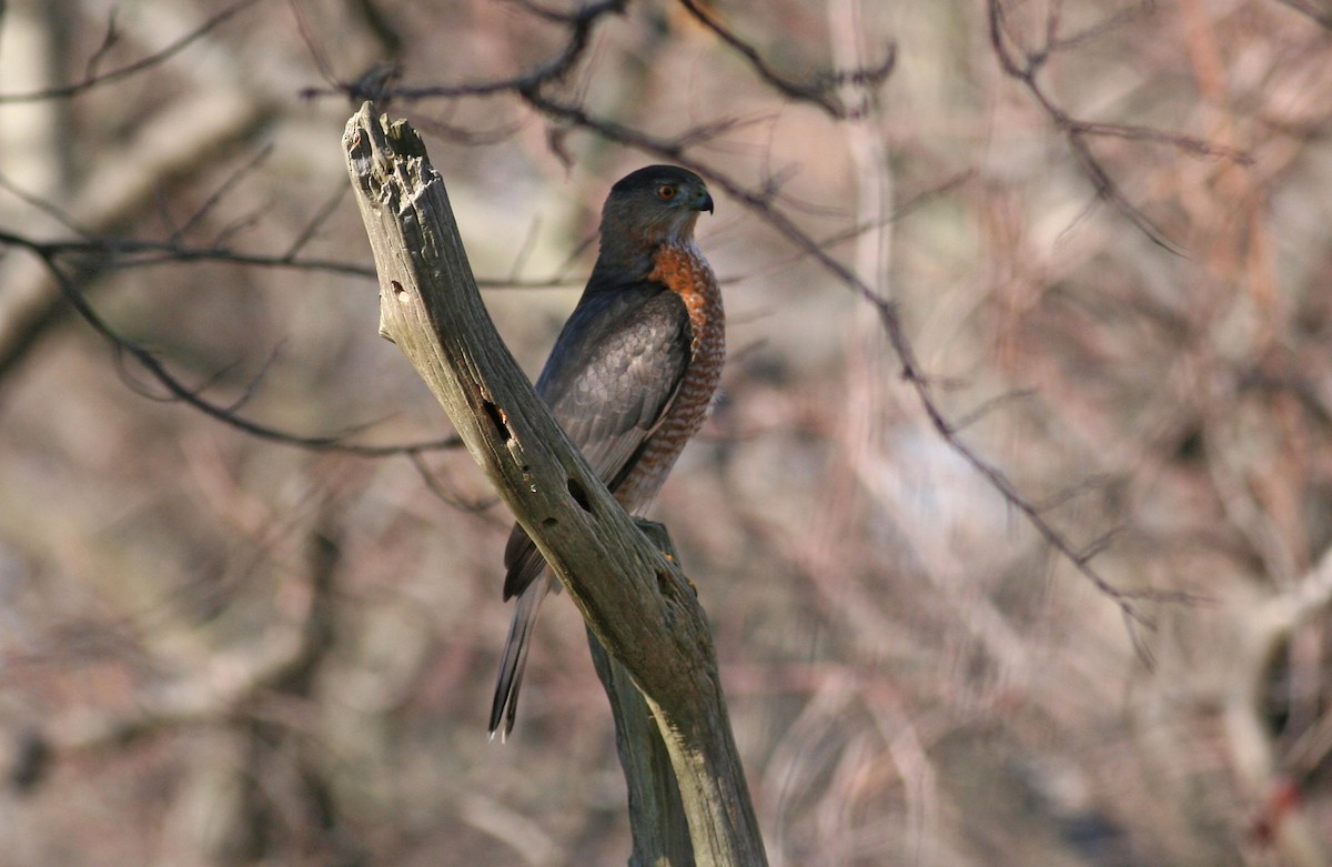 Cooper's Hawk - ML631051805