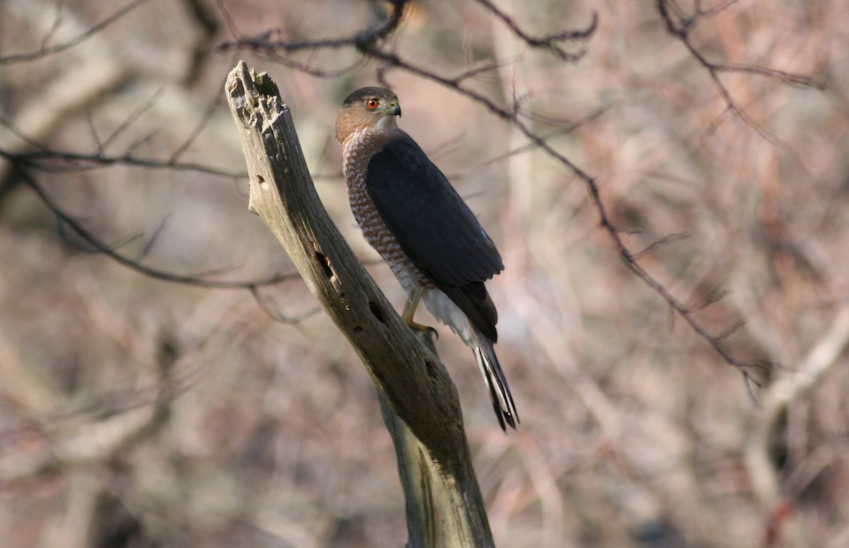 Cooper's Hawk - ML631051806