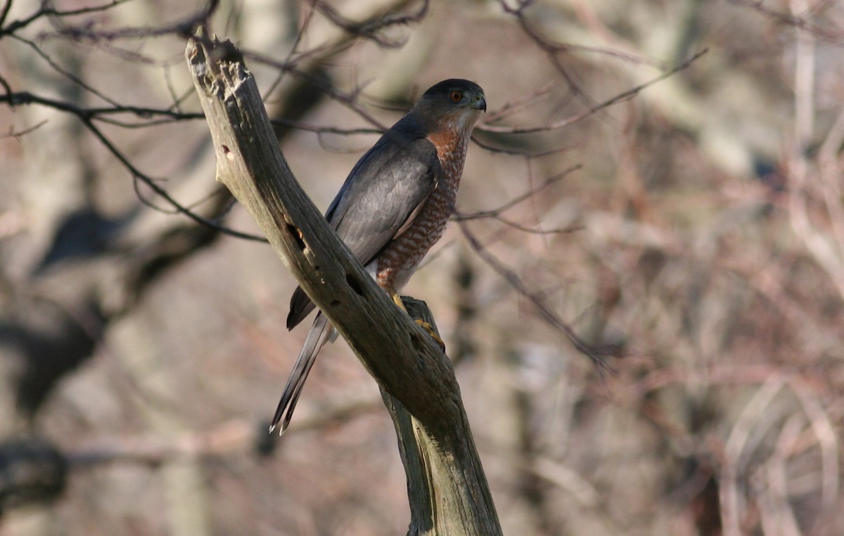 Cooper's Hawk - ML631051808