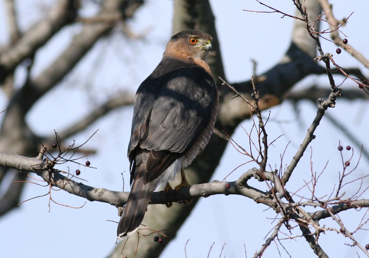 Cooper's Hawk - ML631051809