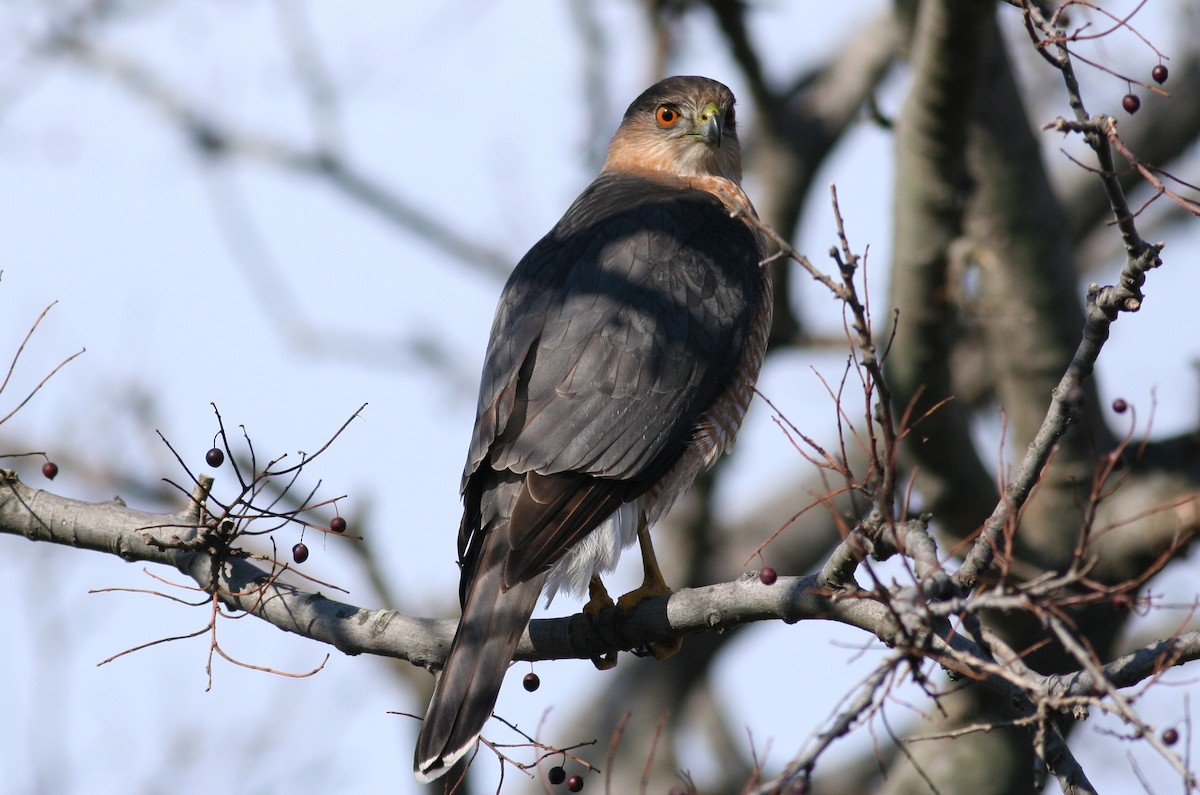 Cooper's Hawk - ML631051810