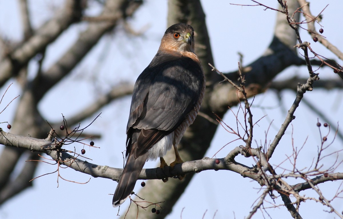 Cooper's Hawk - ML631051811