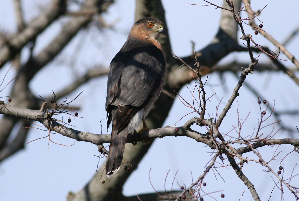 Cooper's Hawk - ML631051812