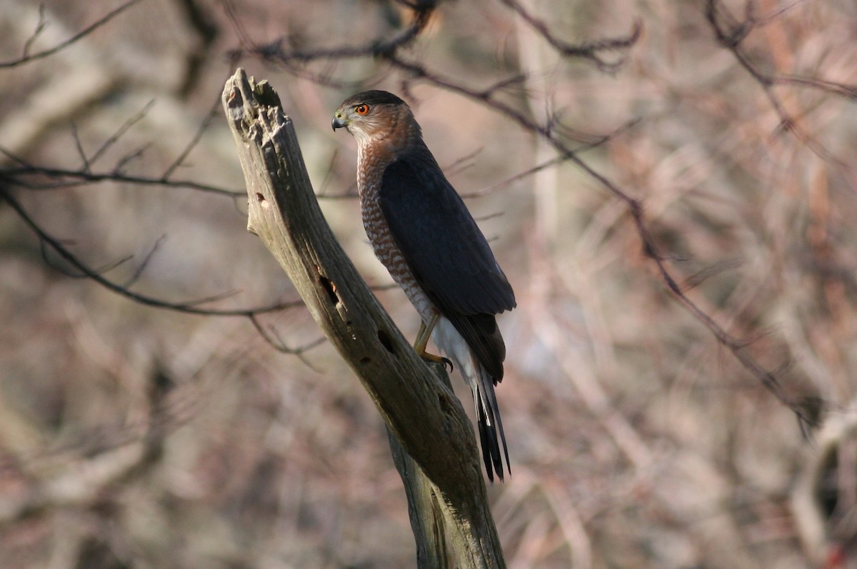 Cooper's Hawk - ML631051816