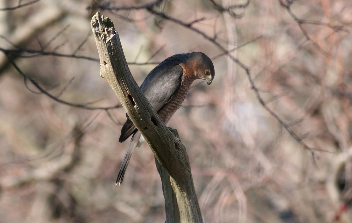 Cooper's Hawk - ML631051817