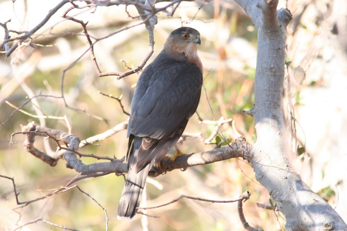 Cooper's Hawk - ML631051820