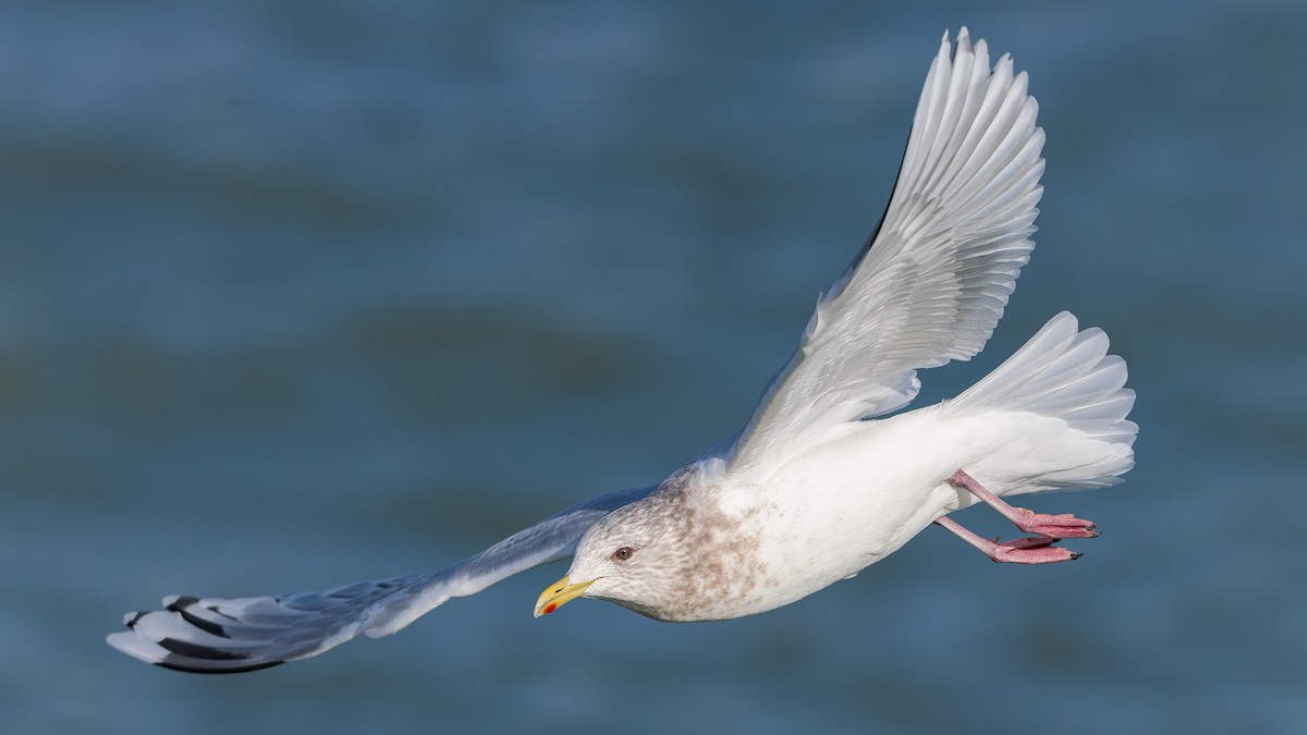 Iceland Gull - ML631051837