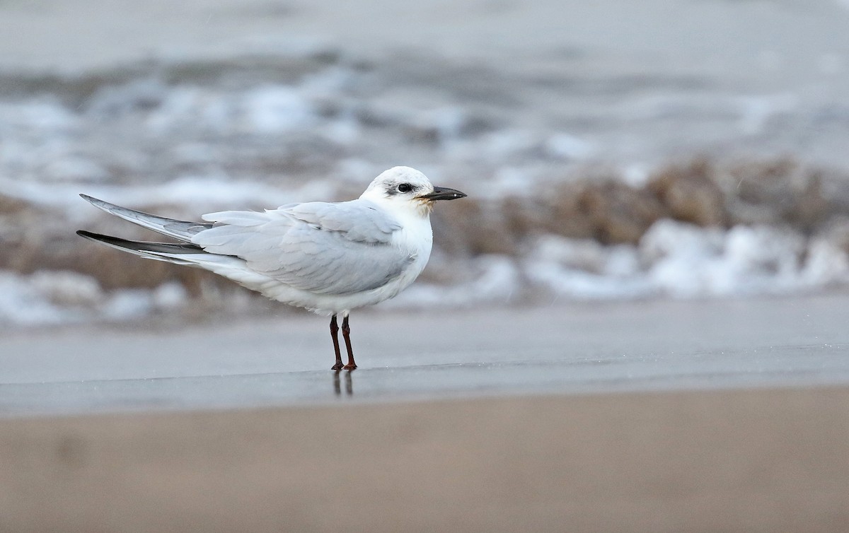 Бахим хараалай - ML631051905